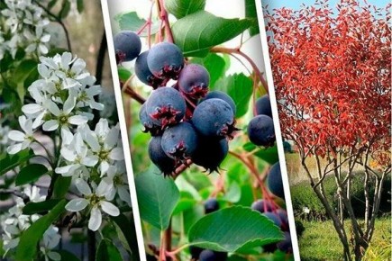 ����: ������� ��������� ����������� ��� ���������