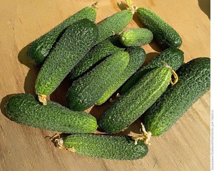 ������ �������� �������: ��������� ����� ��� ������� ������