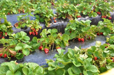 Уход за клубникой: ваш план с мая до октября