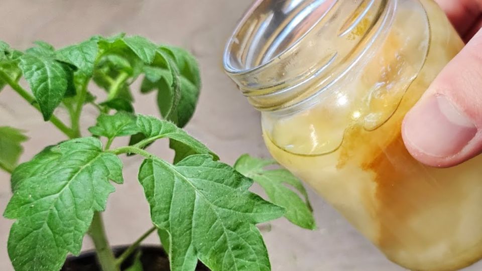 ��� ����������� ��������� ���������� ���� ������� �� ���� ����