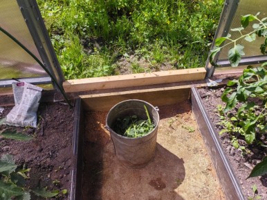 Пасынки помидоров: Как справиться с буйным ростом на даче