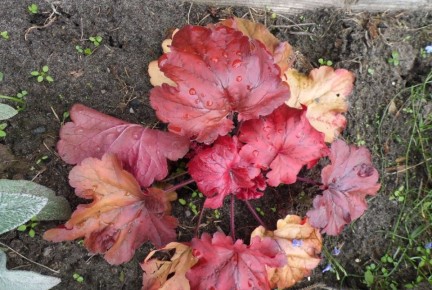 ��� ������ ���� ������� ����� �� ������� ���������: ������ � ������������