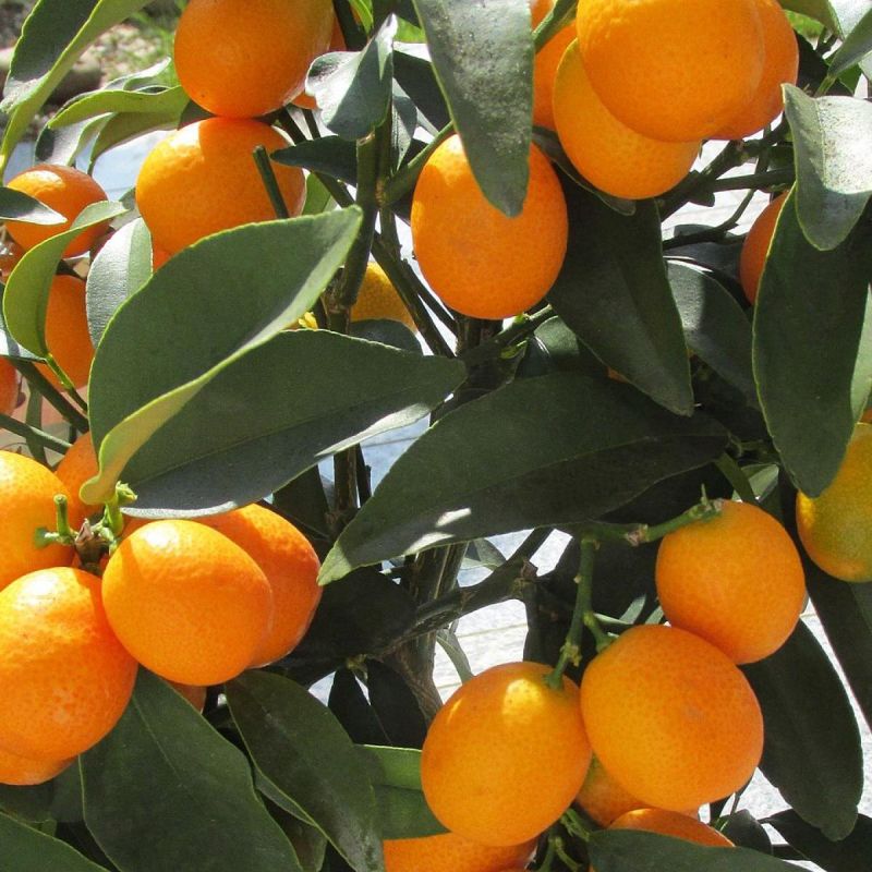 ��� ��������� ������� � �������� ��������