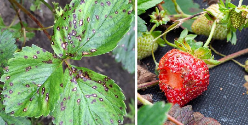 ��� ��������� ����� �������� ������ ������: ������ �� ������ � ��������� ������������