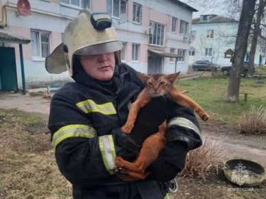 В Орловской области спасатели сняли с деревьев трех кошек
