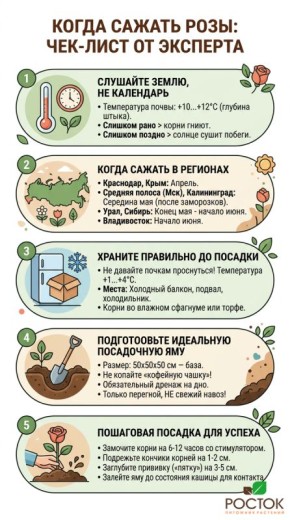 Как правильно посадить розы: практическое руководство по регионам