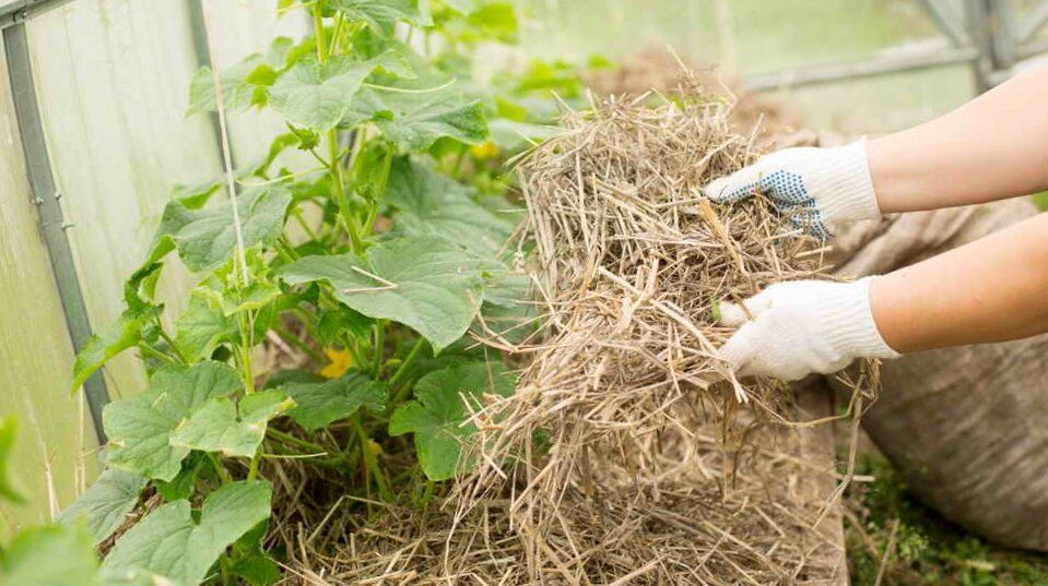 �� ����� ������ ���������: ���������������� ������ � �������������