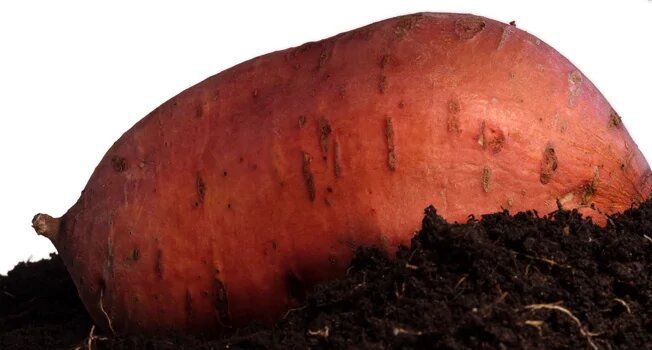 ������� ������� �� ������