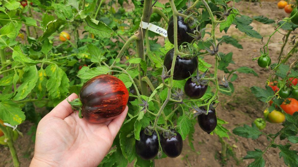 ����� �����������: ���������� ���� ����� �������