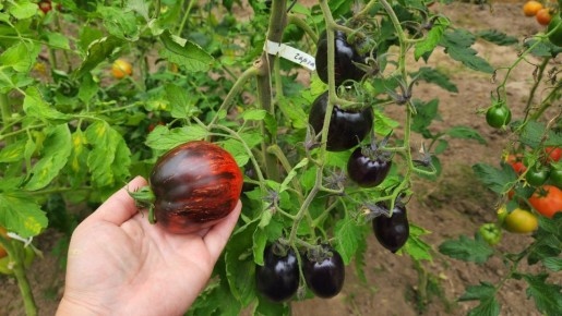 ����� �����������: ���������� ���� ����� �������