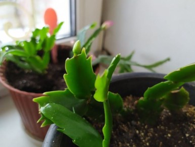 Почему ваши комнатные растения не цветут: главные причины и решения