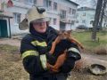 День спасения котиков: спасатели за сутки трижды помогали орловчанам вернуть домашних любимцев с высоты на землю