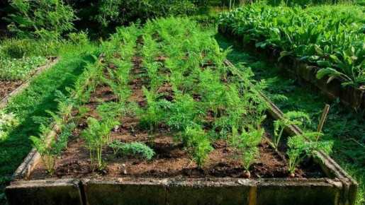 Как ускорить всходы моркови и увеличить урожай: советы опытных дачников