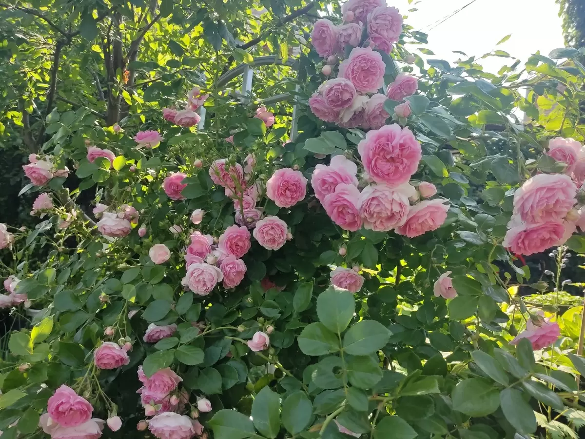 Тайны плетистой розы: Как Jasmina преодолела неудачи и расцвела заново