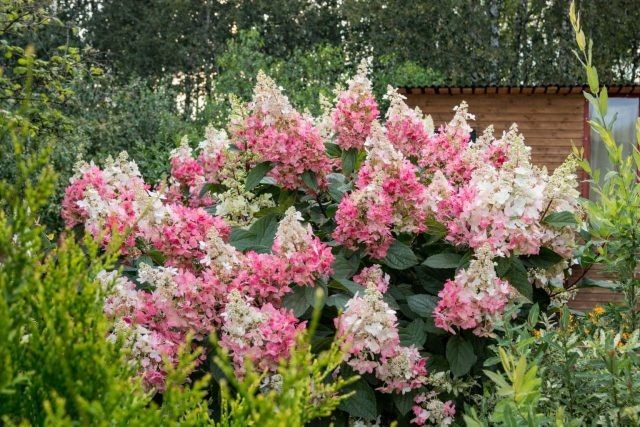 ��� ������� ���� �� ����������� ��������� ����������� � ������������ ��������� �� ���������� ������