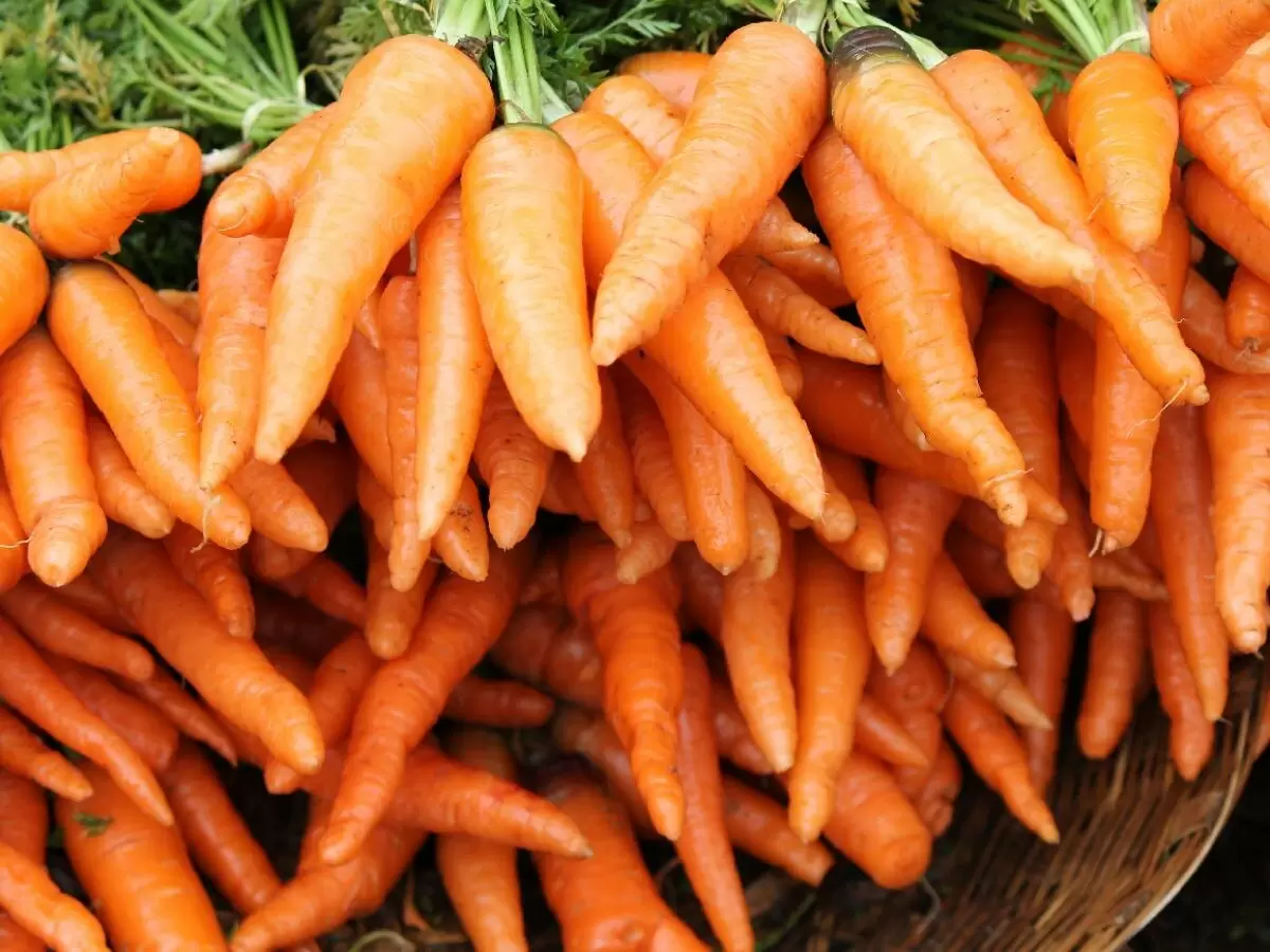 Почему ваша морковь может выглядеть как монстр: избегаем распространенных ошибок