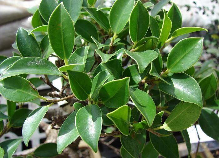 ��� ������� ���������� �����: ������������ ����������� ��� ��������� ��������