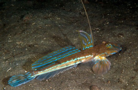 ����-����: ������������ ��������� ������� ������