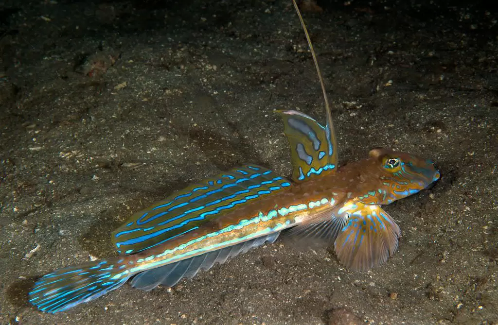 Лира-рыба: Изумительный обитатель морских глубин