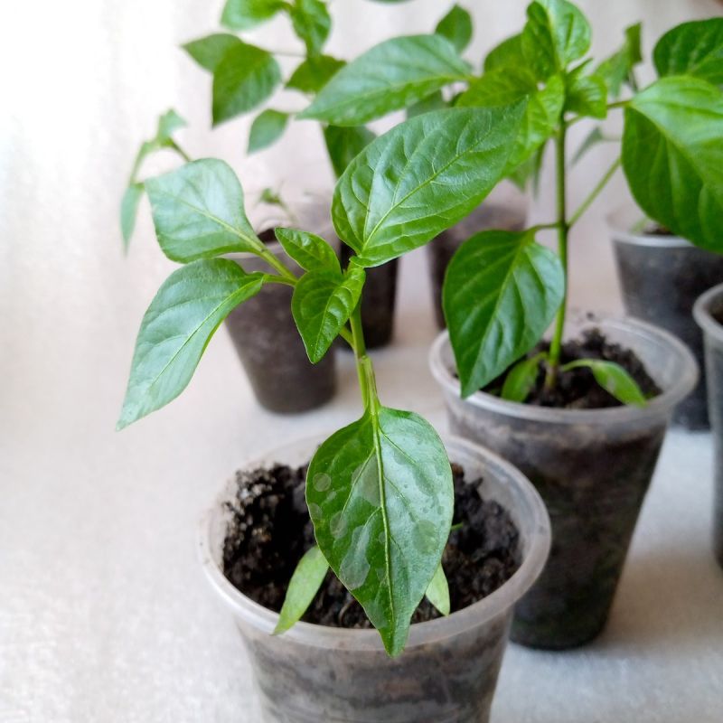 ��� ��������� ���������� �����: ������� ��� �������� ��������