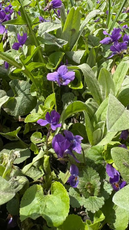 ��������� ����������. ����: ��������� ���������� �����-���� � ���