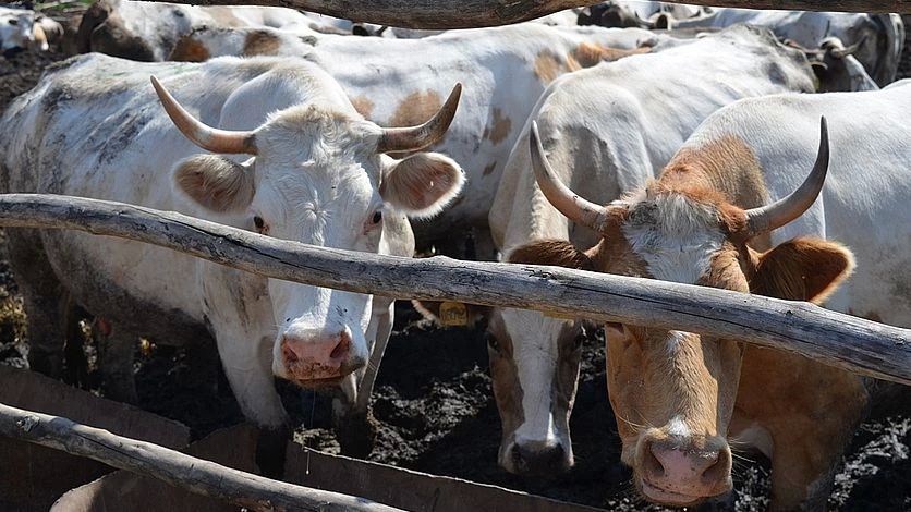 �� ��������� ����������� ���������� �������� �������� �����