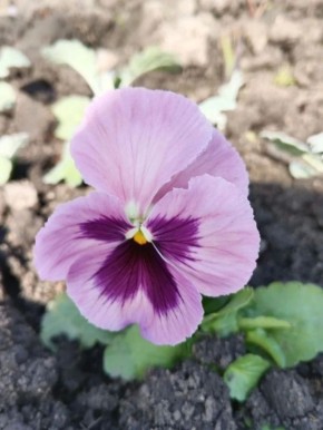 ��������� ������������� ���������� ���������� ������� ������