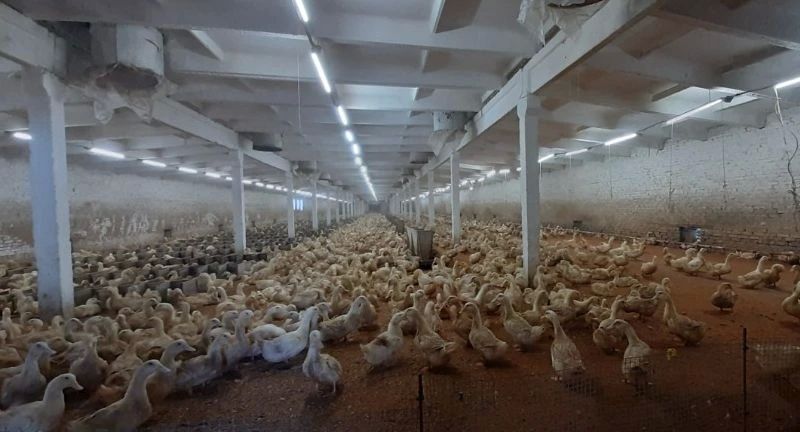 ���������������� ���������� ������ ����� � ��������� ������� �� 50 ����� ������