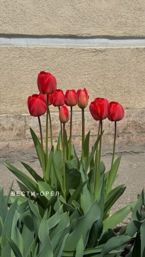 � ���� ������ ������ ��������