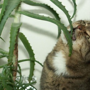 ��� ��������� �������� ����: ������ ��� ��������� ��������� ��������