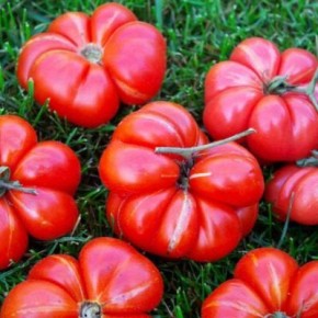 ����� ������ ������� �������: ������� �������� ��� ������ �������