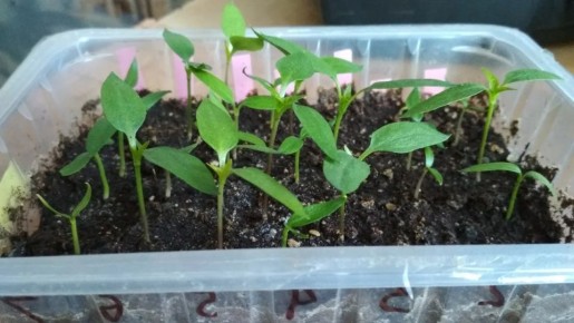 ������ � ����� ��� �������: 11 ������ � ������, ������� ���� �����