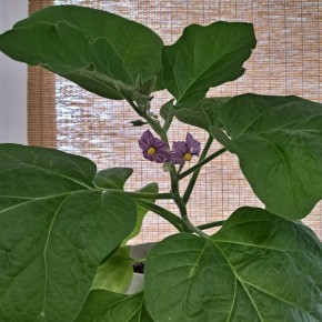 ������ � ���� ���� ��������� �� ����������� ����������