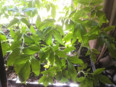 ��� ��������� �������� ������� �������: ������ ��� �����������