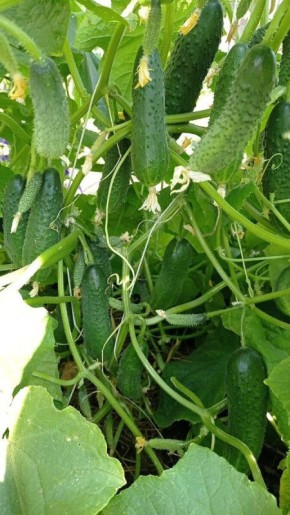 ��� �������� ������ �� ������ ��������� ���� ��� �����