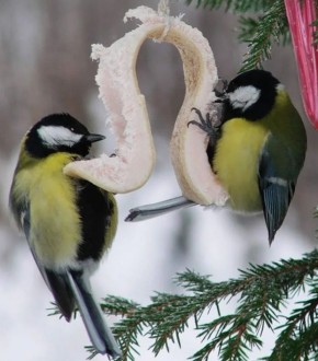 ������ � ����: ���� � ���������� ������� ���������