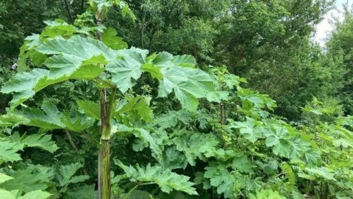 ��� ����� ����� �������� ������� ���������