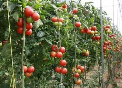 ����������� ����� ������� ��� ������ �������