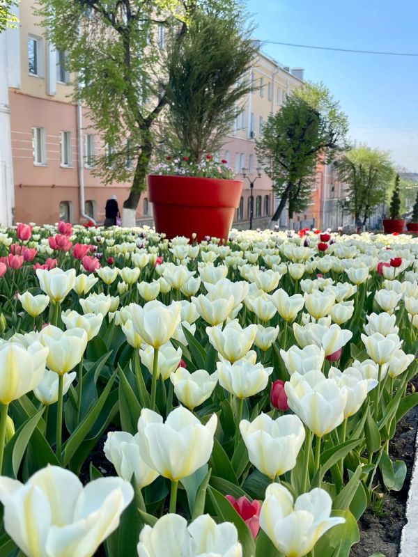Орёл в цветах: в городе зацвели тысячи тюльпанов Орёл в цветах: в городе зацвели тысячи тюльпанов
