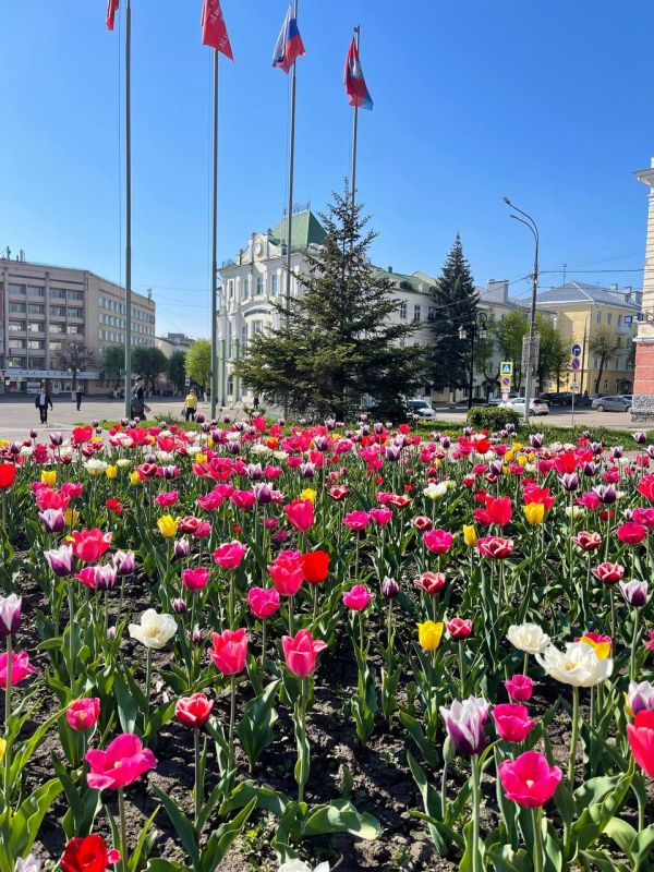 Орёл в цветах: в городе зацвели тысячи тюльпанов Орёл в цветах: в городе зацвели тысячи тюльпанов