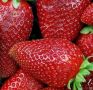 Клубника Флориан: отличный выбор для тех, кто мечтает о сладких ягодах все лето