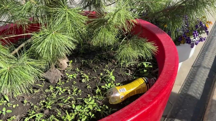 В Орле снова зафиксирован случай вандализма В Орле снова зафиксирован случай вандализма