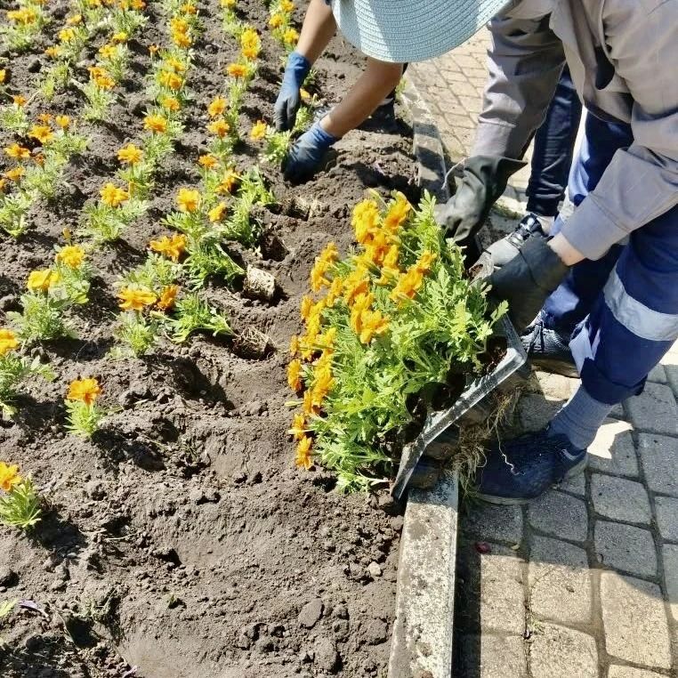 Орел расцветает: «Спецавтобаза» украшает город и заботится о клумбах Орел расцветает: «Спецавтобаза» украшает город и заботится о клумбах