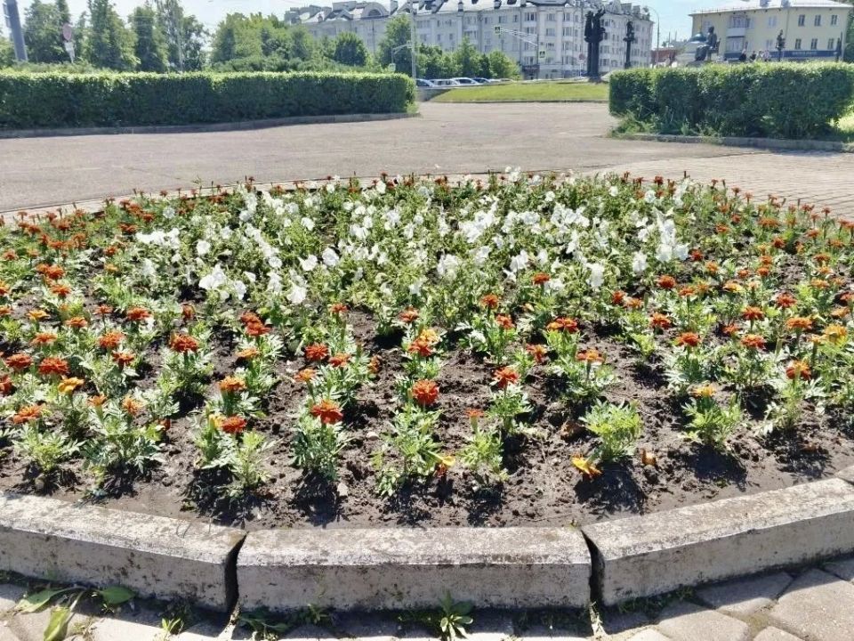 Орел расцветает: «Спецавтобаза» украшает город и заботится о клумбах Орел расцветает: «Спецавтобаза» украшает город и заботится о клумбах