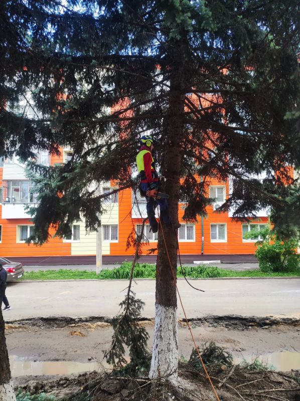 В Орле начали опиловку елей на Сурена Шаумяна