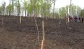 Этой весной в Орловской области в память о защитниках Отечества высажено 9 тысяч молодых деревьев