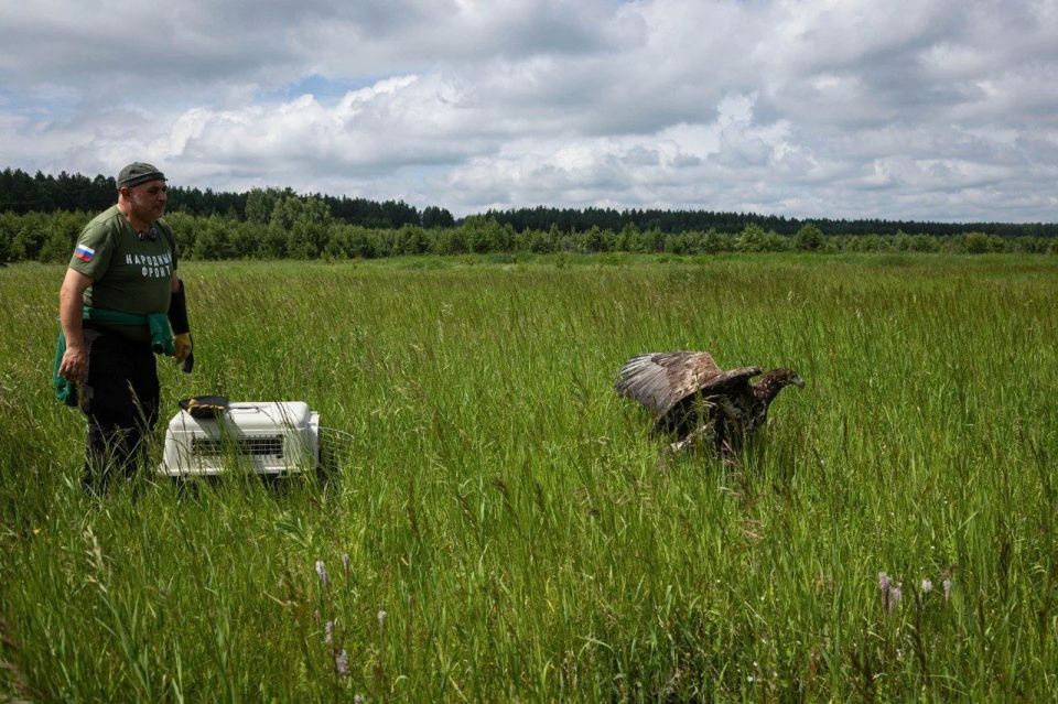 В Челябинской области после лечения и восстановления на волю выпущен орел-могильник, занесенный в Красную книгу России В Челябинской области после лечения и восстановления на волю выпущен орел-могильник, занесенный в Красную книгу России