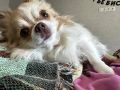 Идеальный выходной: утренний уют с кукурузным хлебом и утиным паштетом