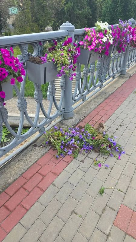 На Александровском мосту в Орле вновь кому-то помешали цветы На Александровском мосту в Орле вновь кому-то помешали цветы