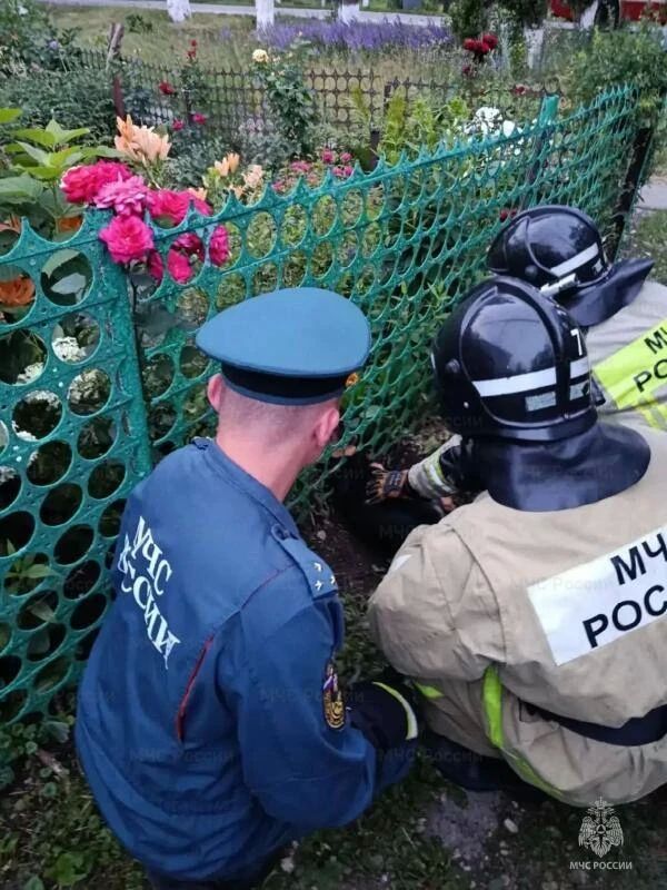Дважды за сутки орловские спасатели вызволяли животных из западни Дважды за сутки орловские спасатели вызволяли животных из западни
